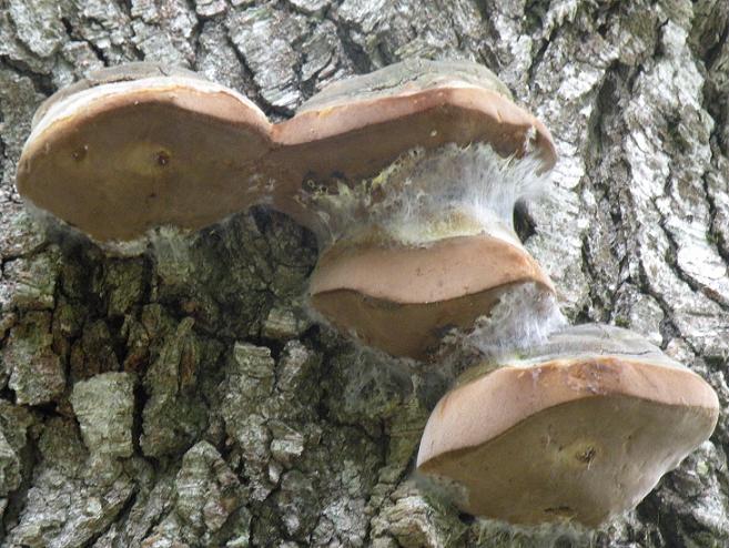 Un Phellinus per Marco - foto 7278 (Phellinus pomaceus)